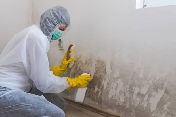 Best Post-Flood Mold Remediation in Point Marion, PA
